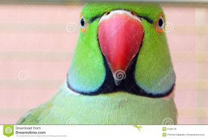 Funny Parrot Portrait Credited
