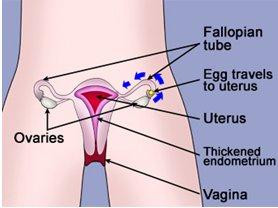 Is there possible to replacment or ublock of fallopian tubes in india ...