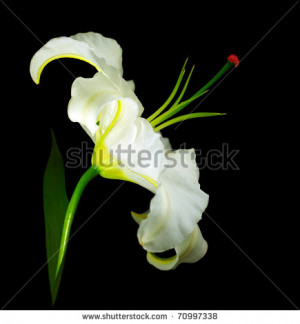 White Lily Flower Isolated...