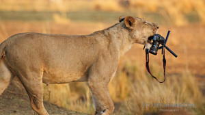 Canon 5D Mark IIの犠牲と引き換えに、野生ライオンの ...