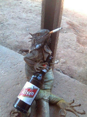Funny photos funny Iguana smoking drinking