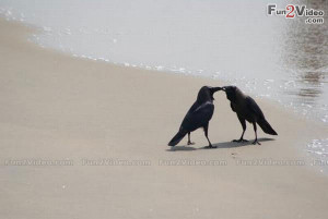 Funny Crow Love Picture