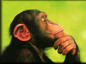Talking Chimp