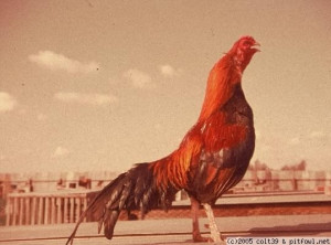 iraqworseningstatement