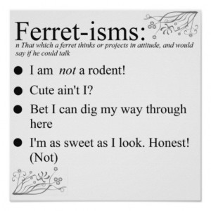 Ferret Faces Sayings and Quotes Print