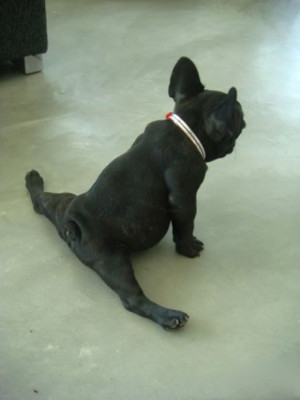 Cute animal pictures : French bulldog stretching before he gets the ...