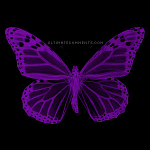 animated-purple-butterfly-bg-1.gif