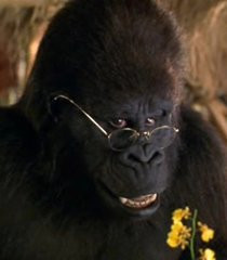 George Of The Jungle Ape An Ape Named Ape