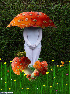 Funny Mushroom Pictures