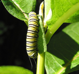 Funny monarch butterfly milkweed