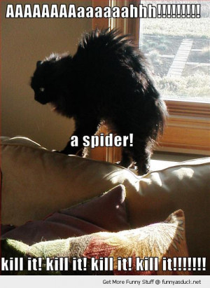 scared shocked cat lolcat animal bed spider kill it funny pics ...
