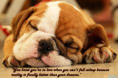 dog-sleep-quotes-wallpapers.jpg (1024×683) More