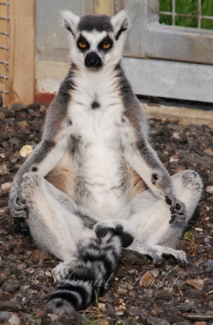 King Julian Lemur