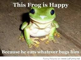 funny frogs and quotes - Google Search