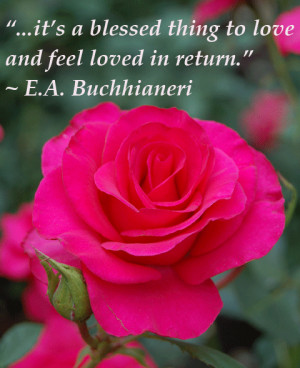 Inspirational quote on love with a photo of a red rose on Valentine ...