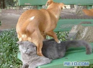 搞笑_男人变美女 狗狗虐娃娃 插头 插背 猴子偷袭 驴 ...