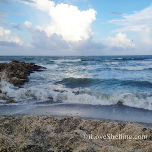 Gulf Mexico Water And Shells