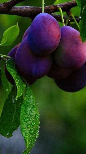 ... Pink, Perfect Blend, Color, Purple Food, Perfect Food, Purple Plums