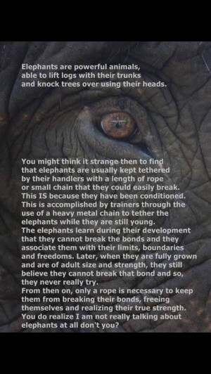Elephant quote
