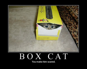 meme... | Caturday | Box Cat