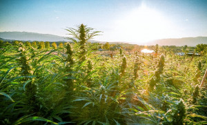 Aspen Leaf Colorado Gold