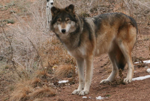 Colorado Wolf And Wildlife