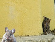 Funny Mouse Pictures Strange Pics Freaking News