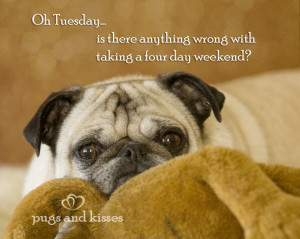 Related Pictures meme pug quotes pug pictures surprised sayings