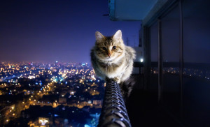 Crazy Brave Cat On Penthouse Ledge Picture