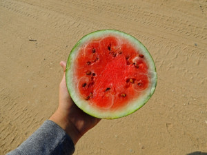 Home » Blog » Vegetables » Watermelon » Watermelon, Sugar Baby