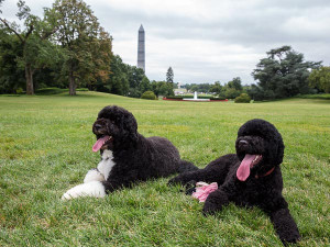 The Obama family dogs Bo (left) and Sunny lounge on the South Lawn of ...