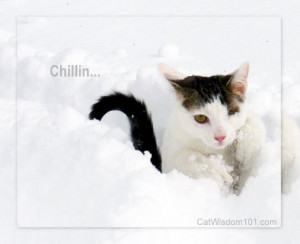 chilling-quote-cute-cat-snow