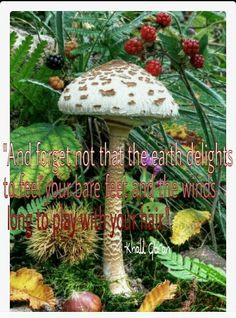 Inspiring Mushroom Quotes