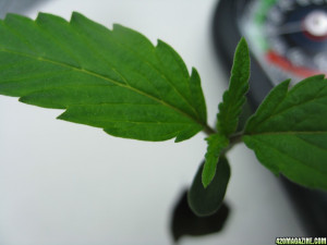 Thread: Atavistic Ape Learning RDWC & LED - Pure Kush & Aurora Indica ...