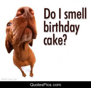Birthday cake? – Dog