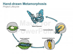 Metamorphosis of a Butterfly - Hand-drawn