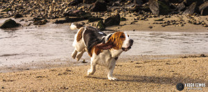 Baseed Hound Running Funny Pictures Quotes Photos Picture