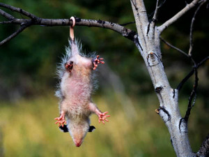around opossum is generally found in areas close to water