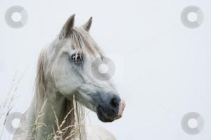 Head of white horse stock photo, Head of white horse with light blue ...