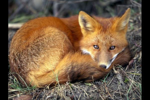 Red Fox Animal