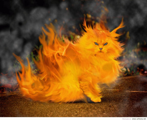 17820 cats funny cat 300x245 funny cats wallpapers
