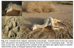 Camel Killed by Cheetah