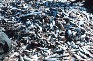 Image of Overfishing