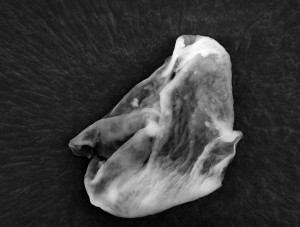 Pictures Alien Proof That Aliens...