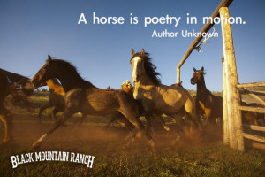 Horse Quotes & Cowgirl Quotes | Colorado Dude Ranch Vacations