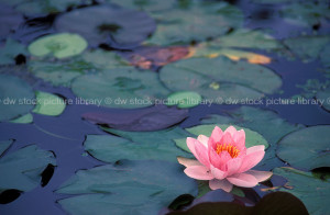 water lily lilies waterlily waterlilies water lily water lilies