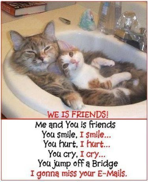 Really Funny Cat Quotes Cat funniest pictures
