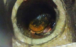 The newborn baby girl wedged inside the pipe from a university toilet ...