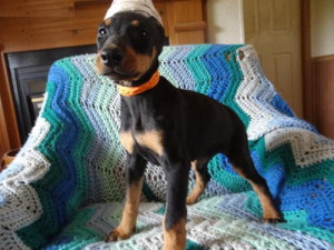 black and tan doberman puppies for sale