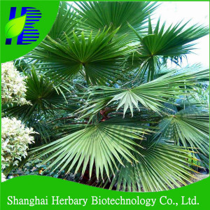 Perennial plant palm tree seed for sale